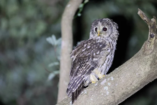 Ural Owl Strix Uralensis Fuscescens Kyushu Japan — Stock Photo, Image