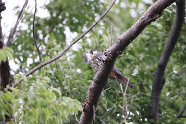 Avrasya hobi (Falco subbuteo) Japonya'da