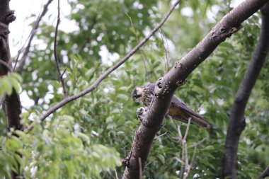 Avrasya hobi (Falco subbuteo) Japonya'da