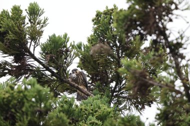 Avrasya hobi (Falco subbuteo) Japonya'da