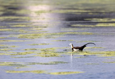 Sülün kuyruklu Jakana (hydrophasianus chirurgus) Japonya