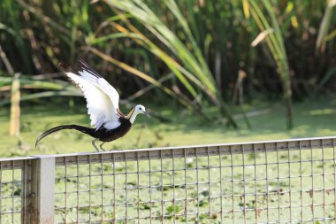 Sülün kuyruklu Jakana (hydrophasianus chirurgus) Japonya