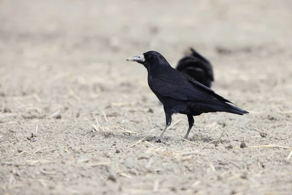Rook Crow Corvus Frugilegus Japan — Stock Photo, Image