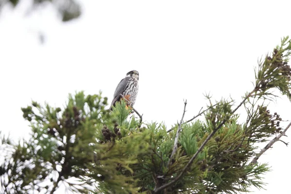 Pasatiempo Eurasiático Falco Subbuteo Japón — Foto de Stock