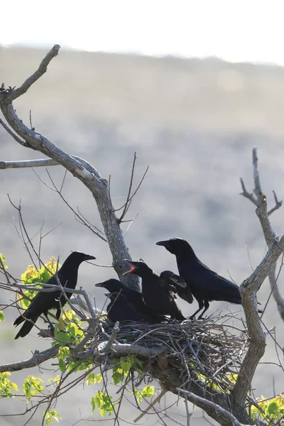 Carrion Crow Corvus Corone Orientalis Anidando Japón — Foto de Stock