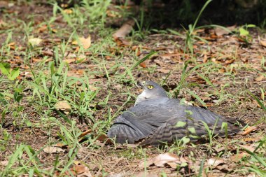 Japonya 'da küçük Japon atmacası (Accipiter gularis) dişi