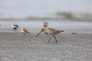 Japonya'da Bar kuyruklu çulluğu (Limosa lapponica)