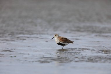 Japonya 'da Dunlin yaz tüyü (Calidris alpina)