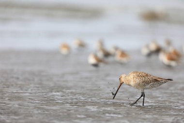 Japonya'da Bar kuyruklu çulluğu (Limosa lapponica)