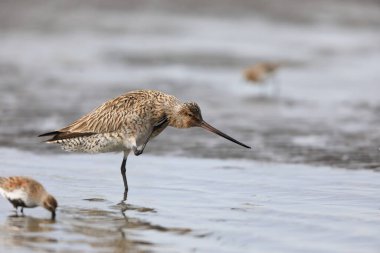 Japonya'da Bar kuyruklu çulluğu (Limosa lapponica)