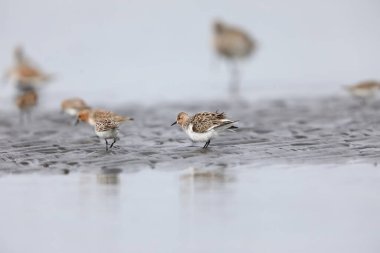 Japonya 'da kırmızı boyunlu Stint (Calidris ruficollis)