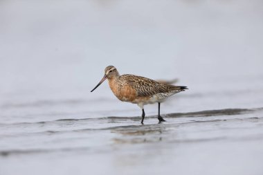 Japonya'da Bar kuyruklu çulluğu (Limosa lapponica)