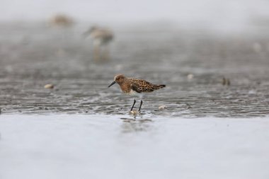 Japonya 'da Sanderling çulluğu (Calidris alba)