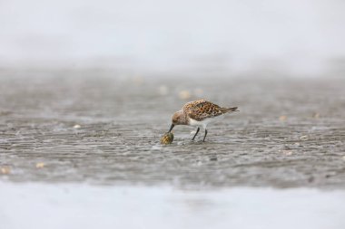 Japonya 'da Sanderling çulluğu (Calidris alba)