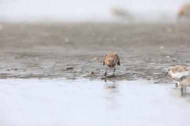 Japonya 'da Sanderling çulluğu (Calidris alba)
