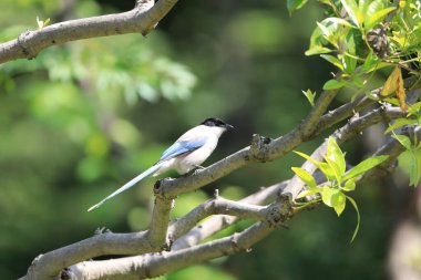 Japonya 'da gök mavisi kanatlı saksağan (siyanopica siyanüs)