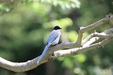Japonya 'da gök mavisi kanatlı saksağan (siyanopica siyanüs)