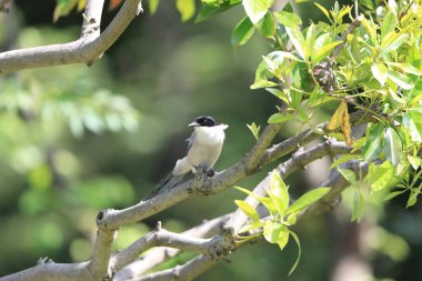 Japonya 'da gök mavisi kanatlı saksağan (siyanopica siyanüs)
