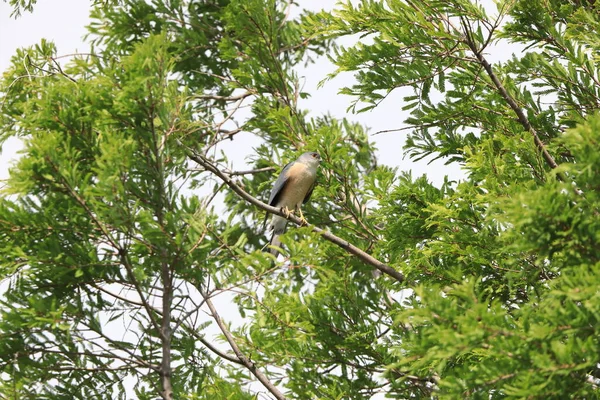 Japanese Lesser Sparrowhawk Accipiter Gularis Male Japan — Stock Photo, Image