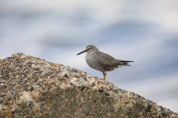 stock image Wandering Tattler (Tringa incanus) in Japan