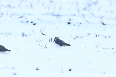 Japonya Kuzey kız kuşu (vanellus vanellus)