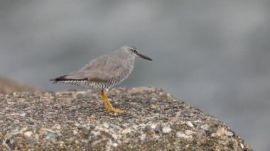 Japonya 'da Gezgin Tattler (Tringa incanus)