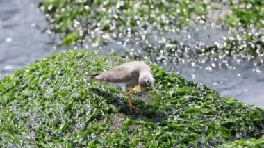 Japonya 'da Gezgin Tattler (Tringa incanus)