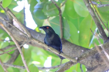 Asya Glossy Starling (Aplonis panayensis eustathis) erkek Sabah, Kuzey Borneo, Malezya