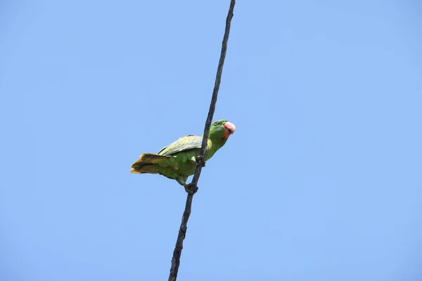 Blånapad Papegoja Tanygnathus Lucionensis Sabah Nordborneo Malaysia — Stockfoto