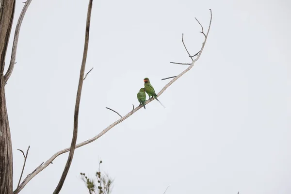 Sabah Kuzey Borneo Malezya Uzun Kuyruklu Muhabbet Kuşu Psittacula Longicauda — Stok fotoğraf