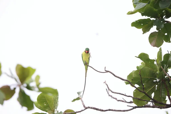 Sabah Kuzey Borneo Malezya Uzun Kuyruklu Muhabbet Kuşu Psittacula Longicauda — Stok fotoğraf