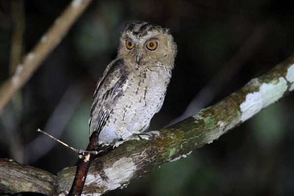 Sunda Scops Owl Otus Lempiji Sabah Ban Észak Borneóban Malajziában — Stock Fotó