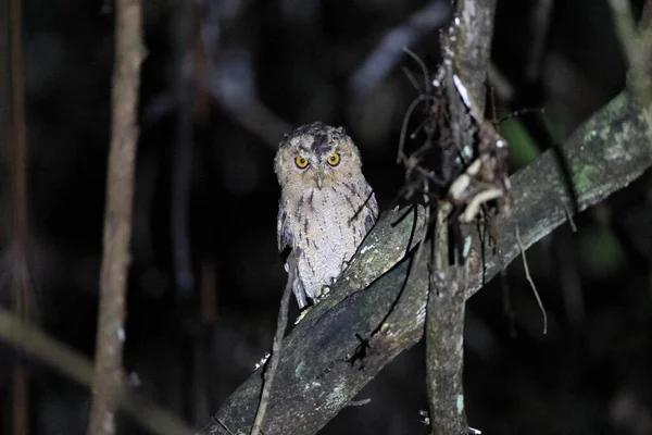 Sunda Scops Owl Otus Lempiji Sabah Borneo Del Norte Malasia — Foto de Stock