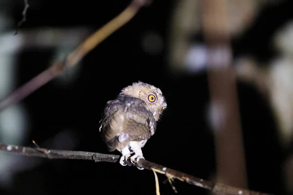 Sunda Scops Owl Otus Lempiji Sabah North Borneo Malásia — Fotografia de Stock