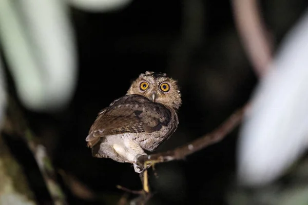 Sunda Scops Owl Otus Lempiji Sabah North Borneo Malaysia — стокове фото