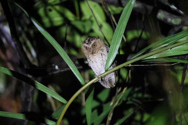 马来西亚北婆罗洲沙巴的Sunda Scops Owl Otus Lempiji — 图库照片