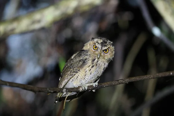 Sunda Scops Owl Otus Lempiji Sabah North Borneo Malajsie — Stock fotografie