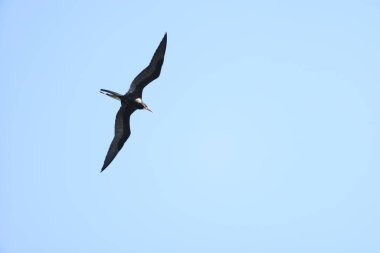 Muhteşem Frigatebird (Fregata büyür) Jamaika 'da