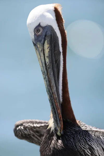 Brown Pelican Pelecanus Occidentalis Occidentalis Jamaica — Stock Photo, Image