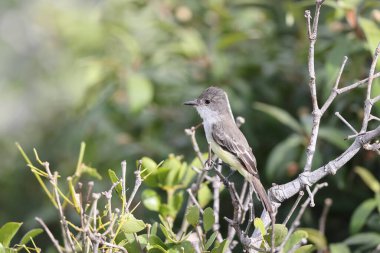 Sad Flycatcher (Myiarchus barbirostris) Jamaika 'da yaşayan Jamaika' ya özgü bir tür.