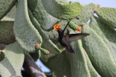 Jamaika 'da Jamaika Mangoları veya Kara Mango Sinekkuşları (Anthracothorax mango)