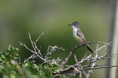 Sad Flycatcher (Myiarchus barbirostris) Jamaika 'da yaşayan Jamaika' ya özgü bir tür.