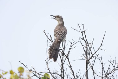 Northern mockingbird (Mimus polyglottos orpheus) in Jamaica clipart