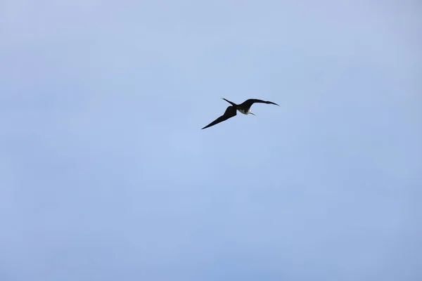 ジャマイカの壮大なFrigatebird Fregata Smagenes — ストック写真