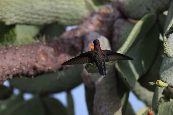 Jamaikai Mangó Vagy Fekete Mangó Kolibri Antracothorax Mango Jamaicában — Stock Fotó