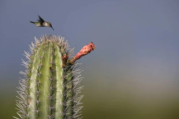 Koliber Werbenowy Mellisuga Minima Jamajce — Zdjęcie stockowe