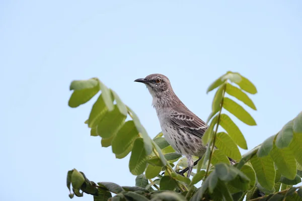 Kuzey Alaycı Kuşu Mimus Polyglottos Orpheus Jamaika — Stok fotoğraf