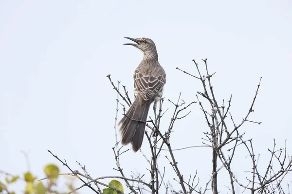 Βόρεια Mockingbird Mimus Polyglottos Orpheus Στην Τζαμάικα Royalty Free Φωτογραφίες Αρχείου