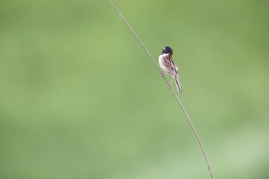 Japonya 'nın Oita şehrinde Japon sazlık kiraz kuşu ya da sarımsaklı kiraz kuşu (Emberiza yeessoensis yeessoensis) erkek.