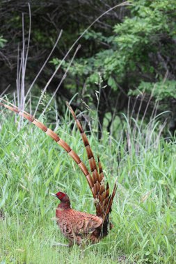 Bakır sülün (Syrmaticus soemmerringii) ssp.soemmerringii, Kuzey Kyushu alt türü, Japonya